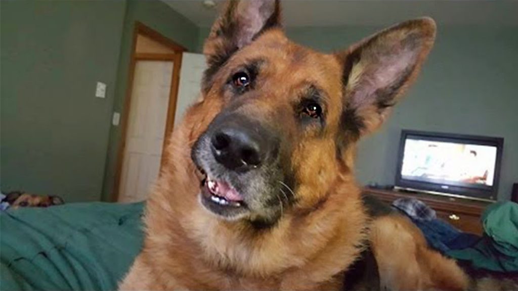 BEST OF Funniest German Shepherd Dog on Tiktok – Funny Dog Videos
