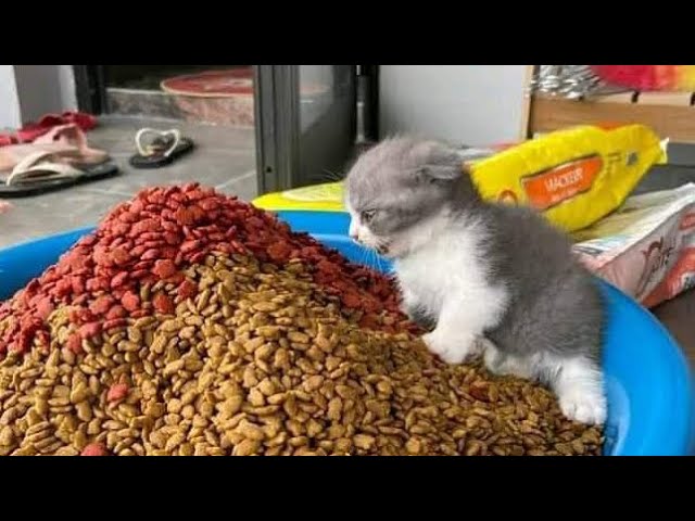 Funny Cats 😹 – Don’t Try To Stop Laughing 🤣 – Funniest Cats Ever