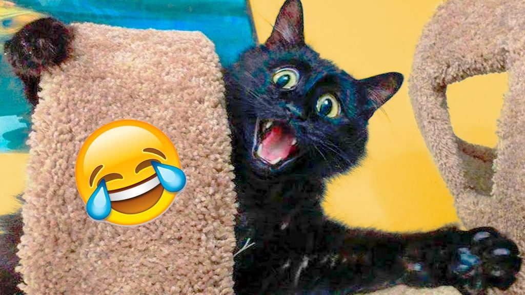 Funny Cats And Dogs Videos – Funniest Animal Videos 2021 ðŸ¤£
