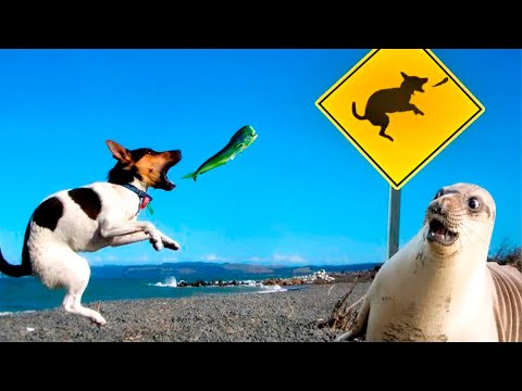 Funny Animals Video – Best Cats😹 and Dogs🐶 Videos 2022 Compilation!