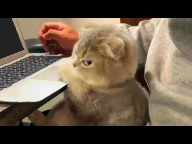 Funny Cats ðŸ˜¹ – Don’t Try To Stop Laughing ðŸ¤£ – Funniest Cats Ever