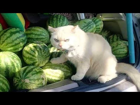 Funniest Cats ðŸ˜¹ – Don’t try to hold back Laughter ðŸ˜‚ – Funny Cats Life