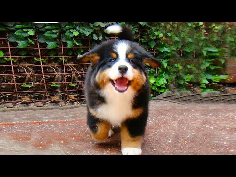 Life with DOGS is FULL OF LAUGH – Ultra Funny Dog Videos