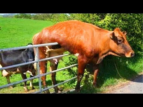 Funniest Animal Videos – FORGET STRESS and LAUGH HARD with Funny Animal’s Life Compilation