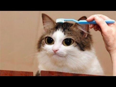 Funny Animal Videos that Suppress Your Depress