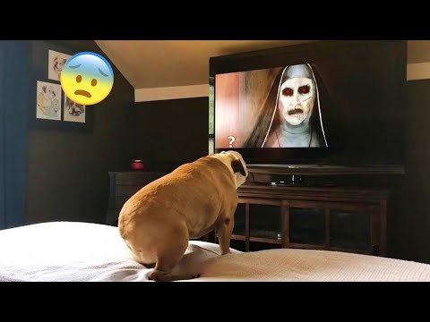 If you laugh with these funny pets, you get nightmares!