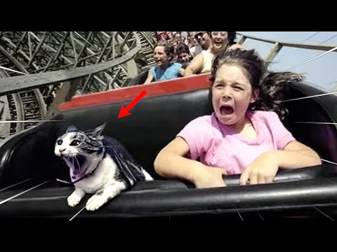 FUNNY CAT MEMES COMPILATION OF 2022 PART 13