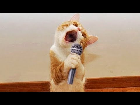 Best Funny Cats and Dogs 🐶🐱 Part 64
