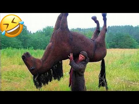 AWW NEW FUNNY 😂 Funny Videos #283