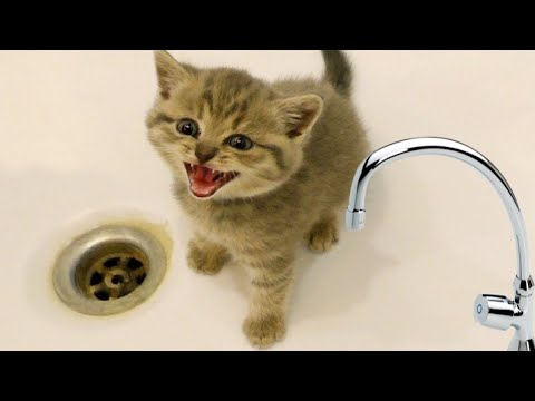 Best Funny Cats and Dogs 🐶🐱 Part 63