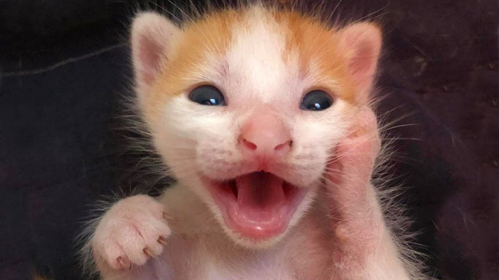 Funny CATS and Kittens that will Crack You Up –  Funny Cat Video