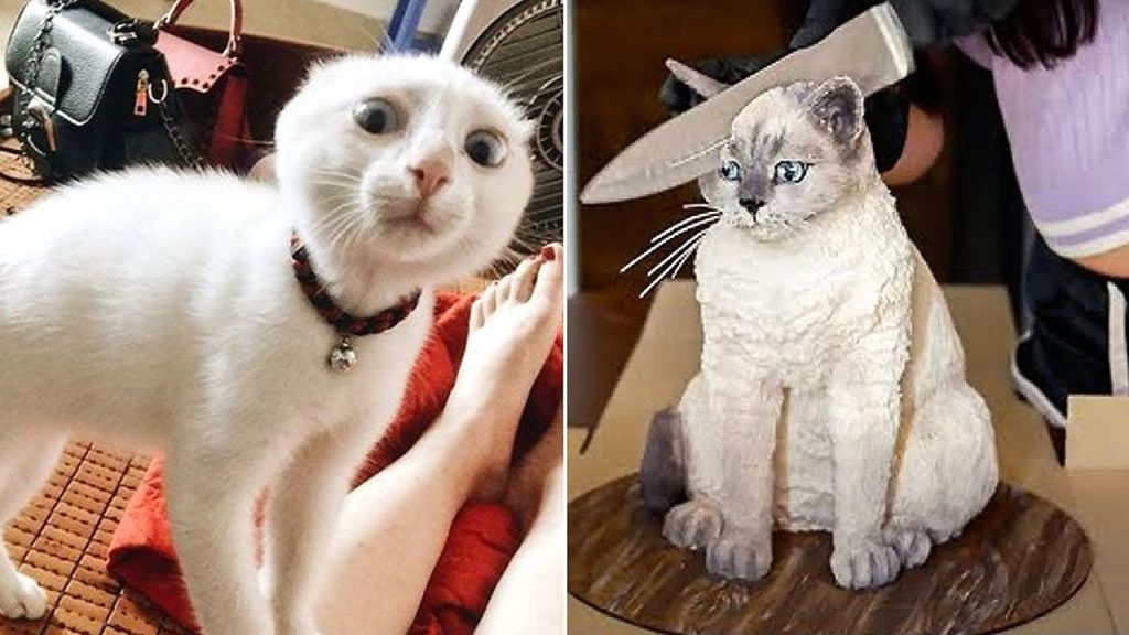 FUNNY CAT MEMES COMPILATION OF 2022 PART 15