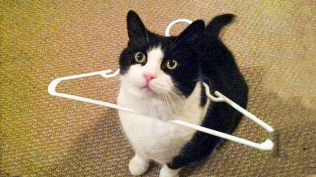 😹 You Definitely Laugh, Trust me 😱 – Funniest Cats Expression Video 😇 – Funny Cats Life