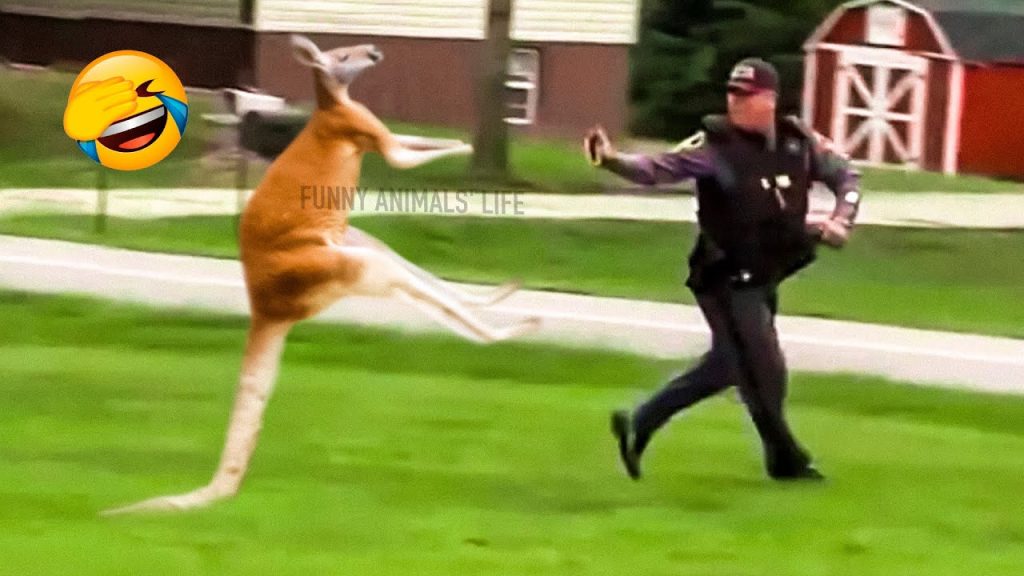 Best Funny Animal Videos 2021 and 2022 😺 – Funniest Dogs And Cats Videos 🤣