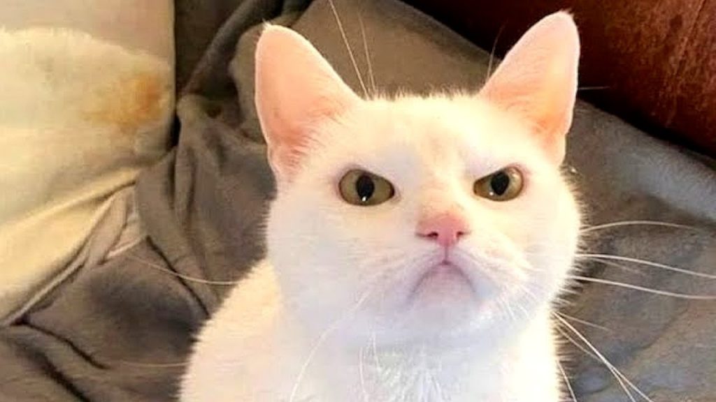 FUNNY CAT MEMES COMPILATION OF 2022 PART 21