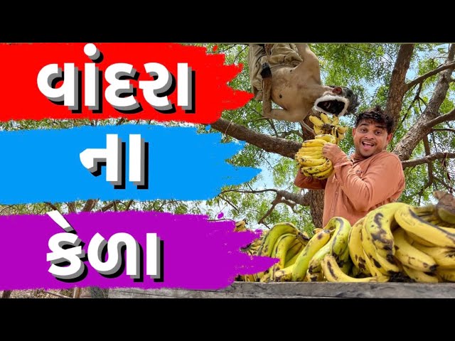 વાંદરા ના કેળા । Khajur Bhai | Jigli and Khajur | Nitin Jani | New Comedy Video | Khajur Comedy