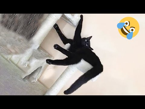😇 Owners are CRYING, you are LAUGHING! 😹  -The Funniest Cat Videos on the Internet