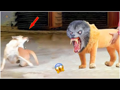 Rebellious Animals ðŸ˜¬ðŸ˜¬ || Funny Dog and Cat Reaction Video #6