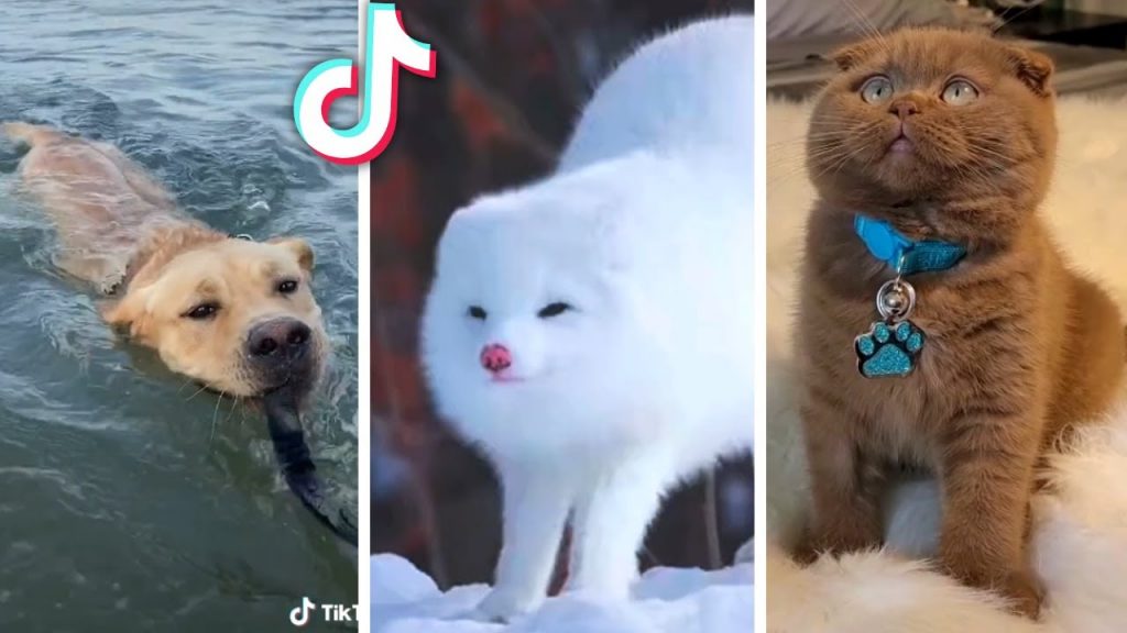 Best Compilation of Funny PETS & Cute ANIMAL Videos!