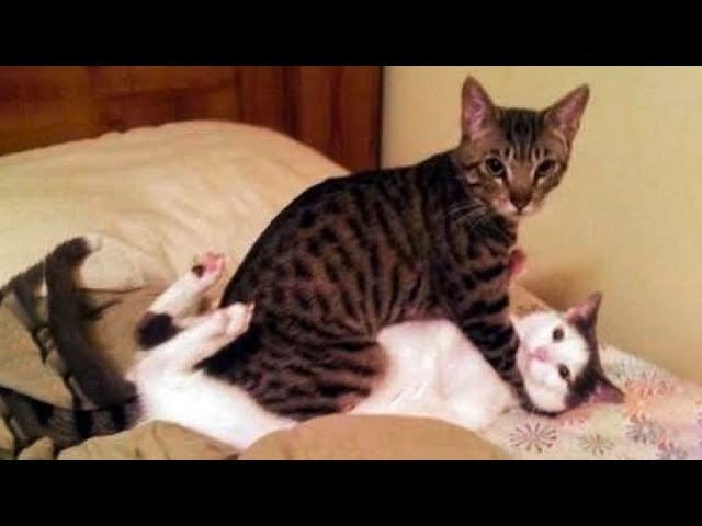 š¤£HOLDING YOUR LAUGH while watching these videoš¹ – Funny Cats Life