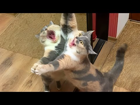 Are You Boring These Funny CATS are the best solution – Funniest Cat Videos