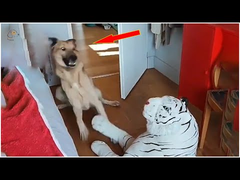 Rebellious Animals ðŸ˜¬ðŸ˜¬ || Funny Dog and Cat Reaction Video #13