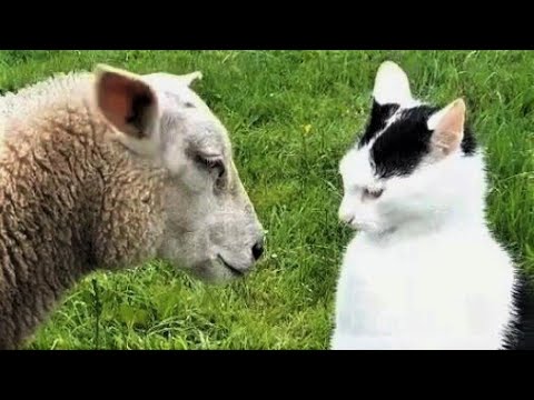 Funny animals – Funny cats / dogs – Funny animal videos 218