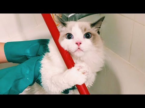 Funniest Cat Videos TO KICK START YOUR DAY –  Funny Pet Reaction