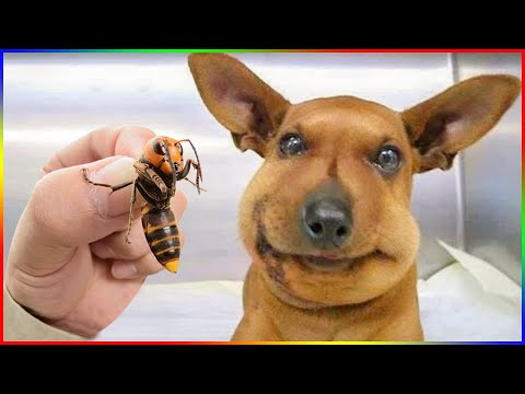 Funny Dog And Cat 😍🐶😻 Funniest Animals #119