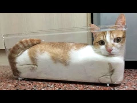 FUNNY CAT MEMES COMPILATION OF 2022 PART 40