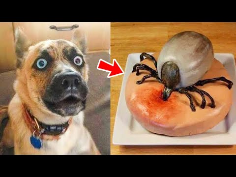Funny Pets: Dogs Reacting to Things They’re Afraid of | Pets Island
