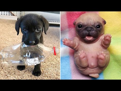Baby Dogs ðŸ”´ Cute and Funny Dog Videos Compilation #34 | 30 Minutes of Funny Puppy Videos 2022