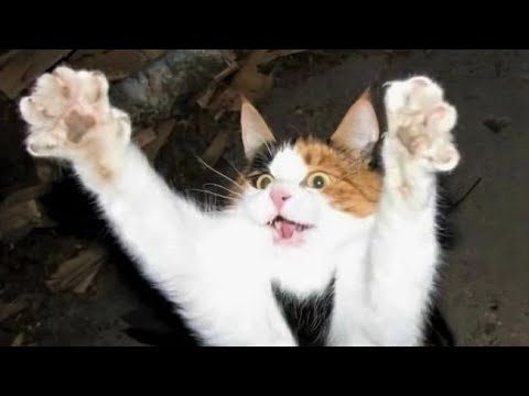 Funny animals – Funny cats / dogs – Funny animal videos 226