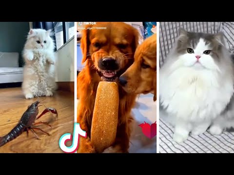 Funniest ANIMAL Videos Ever!! 😹 (Best Compilation of Funny PETS) 😻
