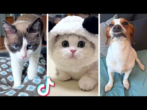 Funniest PET Videos Ever!! 😹 (Best Compilation of Funny ANIMALS) 😻