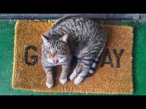 ðŸ˜‚YOU LAUGH YOU LOSE! ðŸ˜¹Funny Moments Of Cats Videos Compilatio- Funny Cats Life