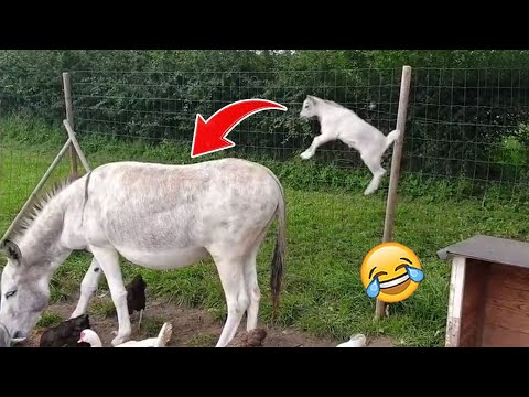 Hilarious Animal Videos That Will Make You Laugh (Funny Pets)| Pets Town