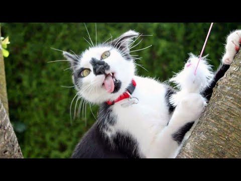 FUNNY CAT MEMES COMPILATION OF 2022 PART 57