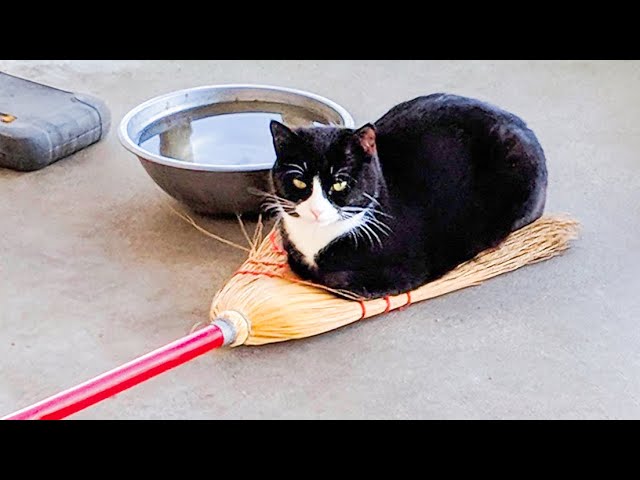 ðŸ˜¹ You Definitely Laugh, I Believe In It ðŸ˜‡ – Funniest Cats Expression Video ðŸ˜‡  – Funny Cats Life