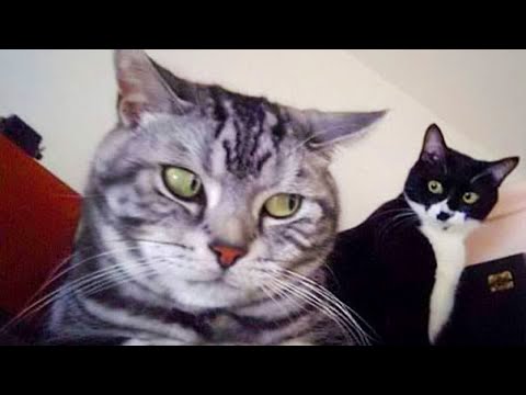 Funny Cat videos that Make Me Laugh Uncontrollably ðŸ˜‚