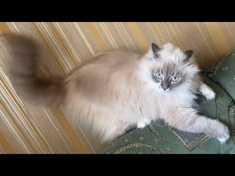 Funny animals – Funny cats / dogs – Funny animal videos 235