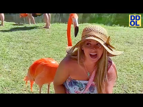 TRY NOT TO LAUGH WATCHING FUNNY FAILS VIDEOS 2022 #229