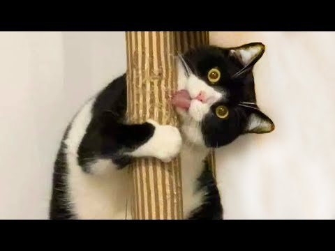 Funny Cat Videos That Are IMPOSSIBLE Not To Laugh At 😂