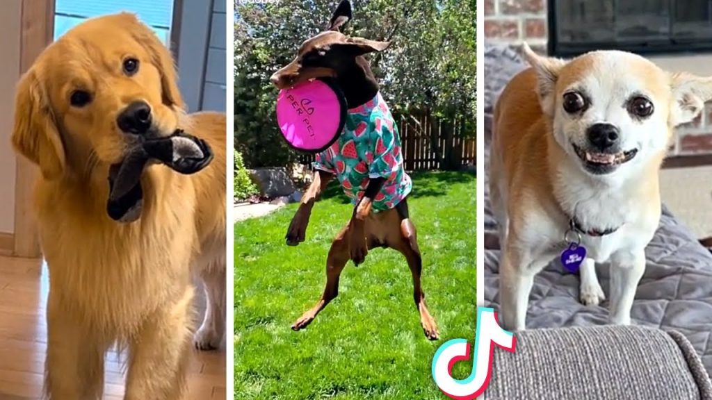 Funniest DOG Videos Ever!! 🐶 (Compilation of Funny DOGGOS) 🐶