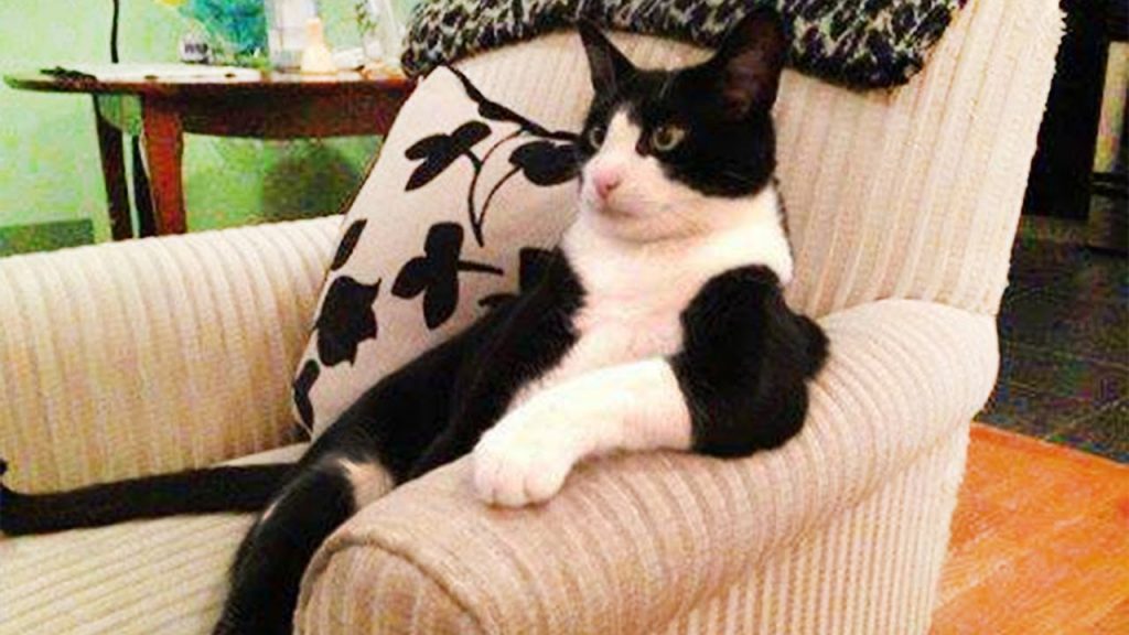These funny CATS will make you FEEL BETTER! LAUGH with us
