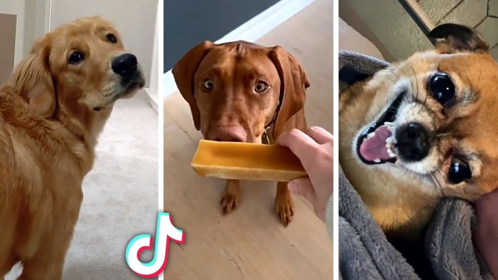Best DOG Videos Ever!! ðŸ˜» (Funny PUPPIES Compilation) ðŸ˜¹