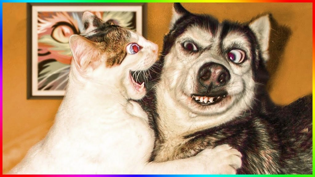 Funny Dog And Cat 😍🐶😻 Funniest Animals #141