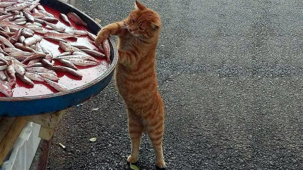 Funny Animal Videos 2022 😂 – Funniest Cats And Dogs Video 😺😍