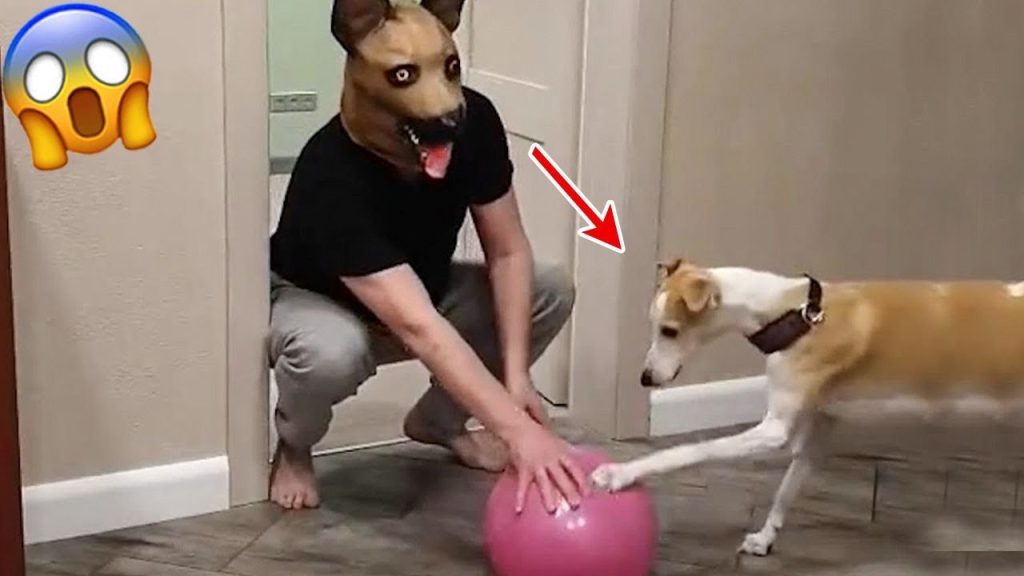 Funny Dogs Acting Scared – TRY NOT TO LAUGH | Pets Island