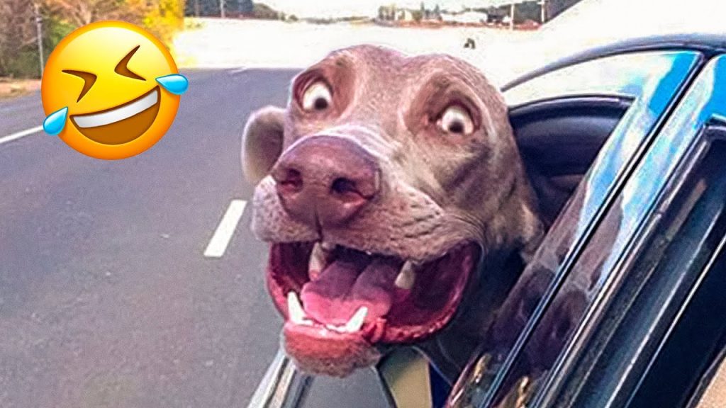 Funniest Dogs And Cats Videos 😅 – Best Funny Animal Videos 2022 😜👌 #8